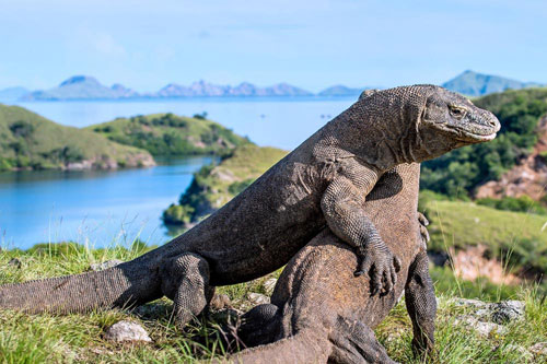 indonesia-liveaboard-dive-cruises-komodo